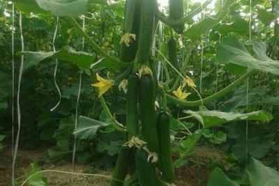 ازن,کشاورزی