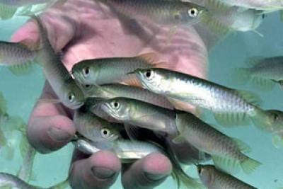 استفاده ازن در صنعت شیلات